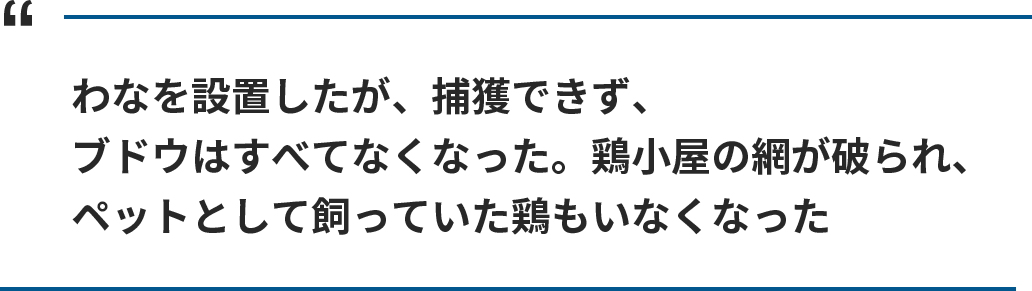 わなを設置したが、捕獲できず、ブドウはすべてなくなった。鶏小屋の網も破られ、ペットとして飼っていた鶏もいなくなった