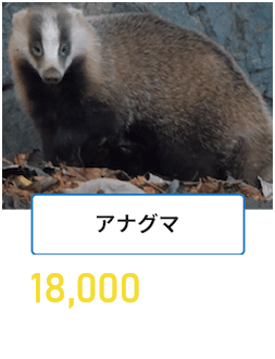 アナグマ