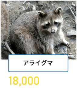アライグマ
