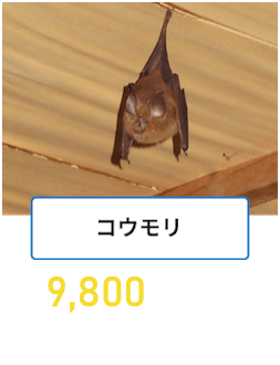 コウモリ