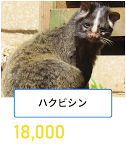 ハクビシン