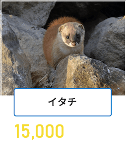 イタチ
