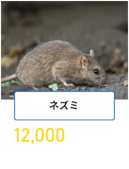 ネズミ