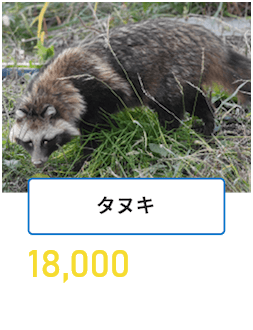 タヌキ